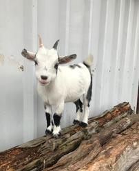 Goat Yoga Party